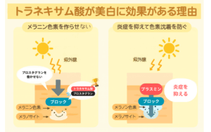 プロスタグランを-働かせない-2